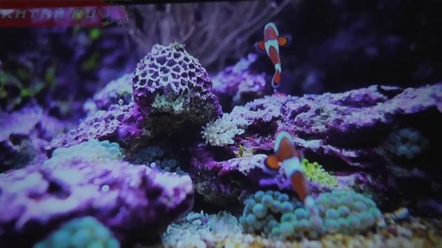 FULL HD LED ПРОЕКТОР с ALIEXPRESS. EVERYCOM M9 1080P! смотреть онлайн