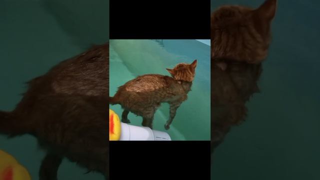 ДомашниеПитомцы и СмешныеВидео