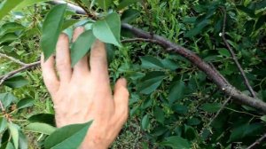 Летняя обрезка вишни