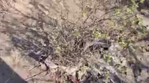 Орск 2024г. Дача после  потопа.  Спасаем,  что  можно.