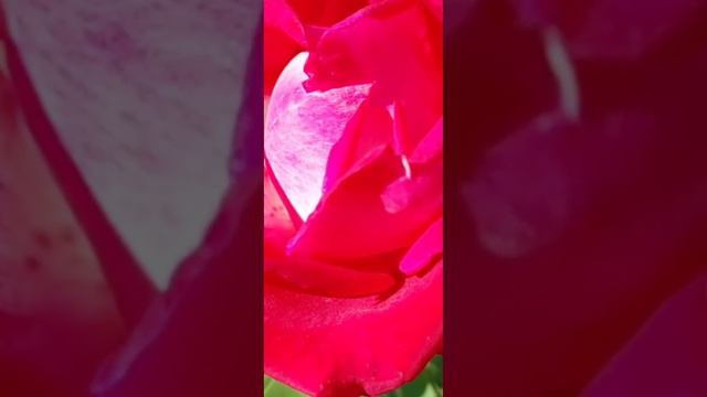 Мои любимые розы #relaxingvideo #beautiful #relaxing #rose #flowers #nature #recommended #world