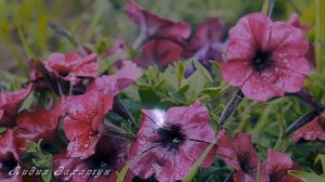 Музыка для души.Вальс цветов.Musik.Красивая музыка.Волшебная музыка Сергея Чекалина.