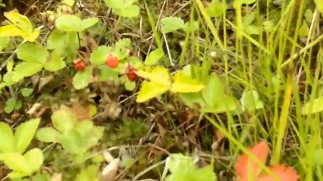 Видеозарисовка Земляника лесная ?