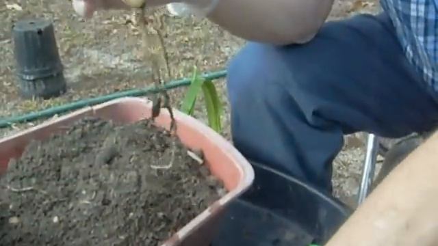 Amaryllis Hippeastrum Off-set Planting смотреть онлайн