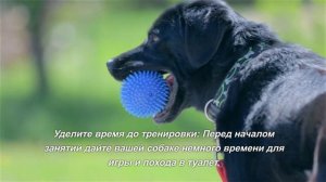 Как отучить собаку тянуть поводок?