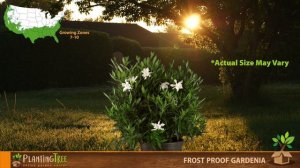 Frost Proof Gardenia | Frost Proof Gardenia Bush | PlantingTree™