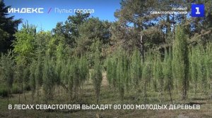 В лесах Севастополя высадят 80 000 молодых деревьев