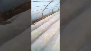 Выращивание Молодой капусты зимой в теплице...