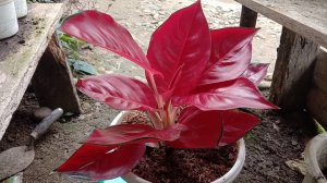 Tips Merawat aglaonema suksom jaipong stang pendek