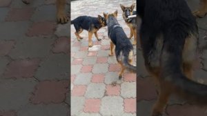 Подрощенные щенки немецкой овчарки