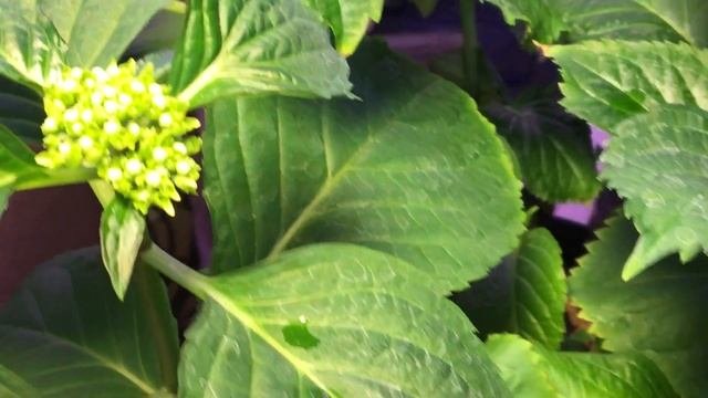 Крупнолистные Гортензии из Франции #крупнолистные#гортензии#новосибирск#наташаХорошунова#продажа#