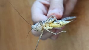 Огромный Зелёный Кузнечик и Огромный Серый Кузнечик ??