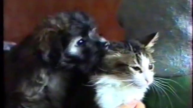 кошка дашка и собака делька смотреть онлайн