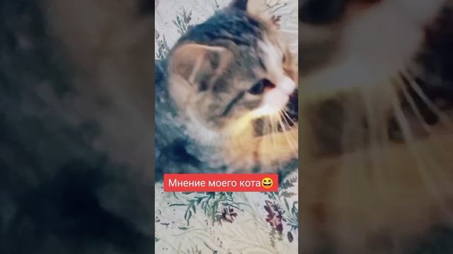 Красавчик! ?
⠀
#котомания #милаха #AlinaKlyukva #люблюкошек #кареглазаяблондинка #король