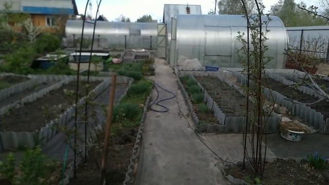 Отдать нельзя оставить ? Сорт розы Санта Барбара смотреть онлайн