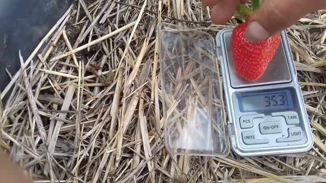 07 06 2021 Клубника сорт Гигант Джорнея смотреть онлайн