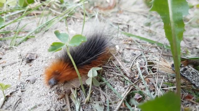 Garden Tiger Moth Caterpillar / Arctia caja (4K Ultra HD) смотреть онлайн