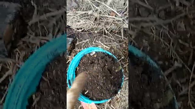 Черника, высаживаем правильно смотреть онлайн