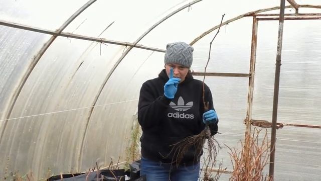 Секреты хранения и посадки винограда смотреть онлайн