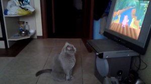 Британский кот смотрит мультик Лунтик