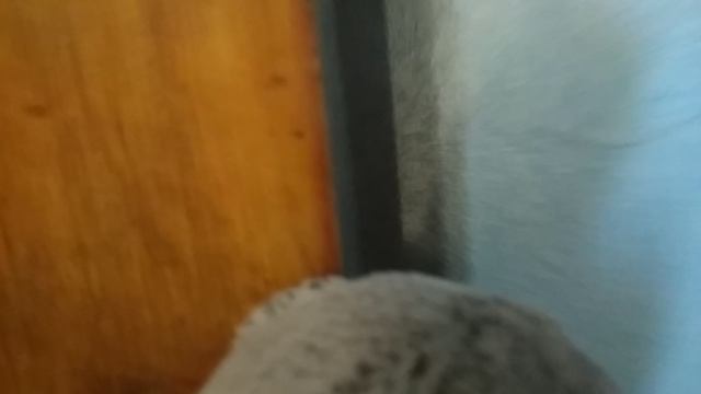 домТУР ??