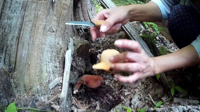 За грибами на УАЗ Патриоте, август 2019 смотреть онлайн