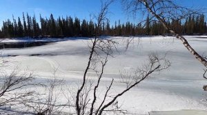 Охота на медведя с лайками на Кольском весна 2021 Часть 2