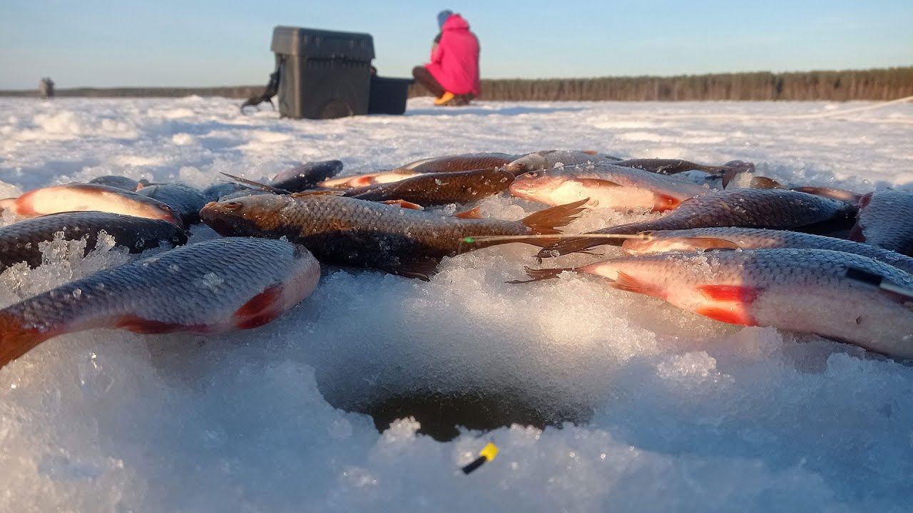 Магия безнасадки. Ловим плотву на "сыр" смотреть онлайн