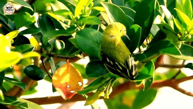 পাখির কথায় বাশির সুরে মন কথা বলে || Flute music 🎵🎵. смотреть онлайн