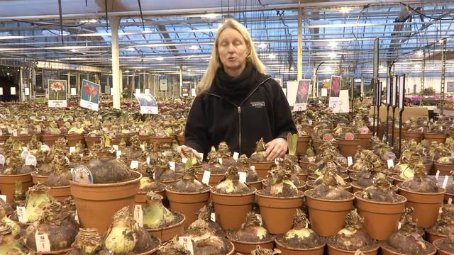 Den svåra konsten att förädla amaryllis смотреть онлайн