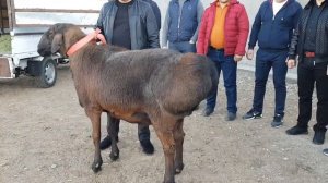 +77017224679 Анвар Рустемов.  Самый дорогой баран 40.000$.