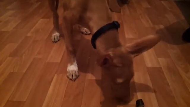 Неделя японской кухни Фараоновой собаки