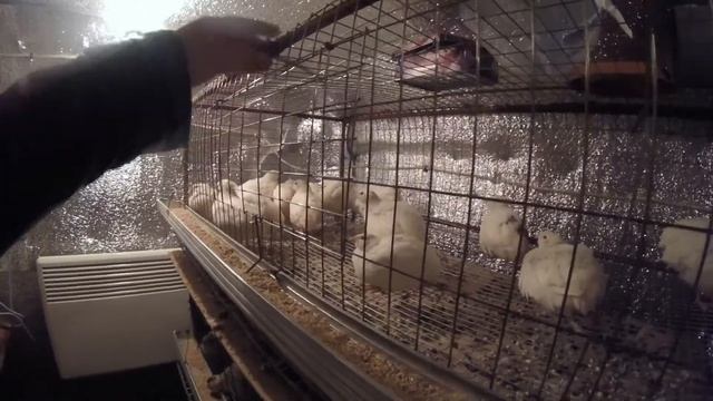 КЛЕТКА ДЛЯ ПЕРЕПЕЛОВ-СДЕЛАЛ САМ!ОБЗОР ПЕРЕПЕЛЯТНИКА