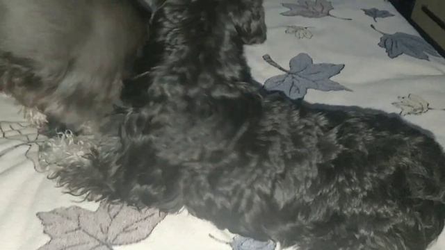 Цвергшнауцер.Веселые девчата! смотреть онлайн