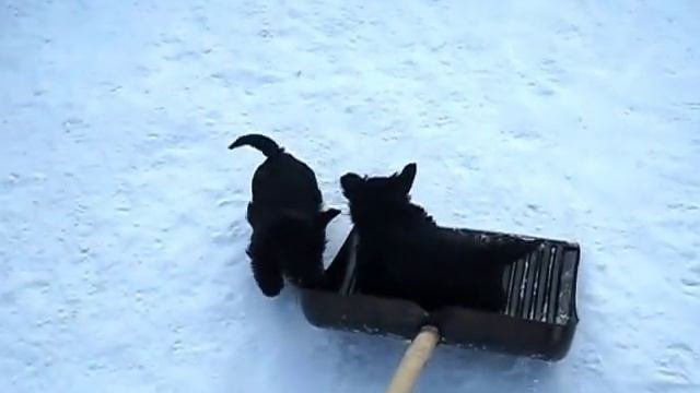 Скотч-терьеры на зимней прогулке. Scotty Pups.