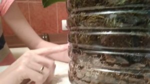 Посадка орхидеи фаленопсис в закрытую систему. Особый субстрат для ваших цветов