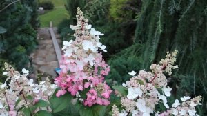 ГОРТЕНЗИИ  МЕТЕЛЬЧАТЫЕ PINKI VINKI и  PINK BEAUTY