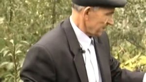 Слива Чемальская синяя