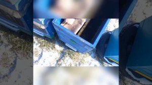 стоитли давать медовые лепешки пчелам