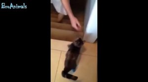 ПРИКОЛЫ С ЖИВОТНЫМИ | FUN WITH ANIMALS #238