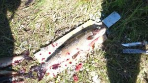 2014 ФИЛЬМ СПЛАВ