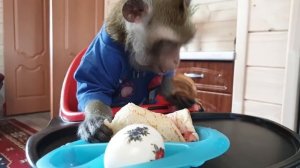 Домашние Макаки_Пасхальный Обед