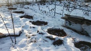 Какие сорта ежевики я не стал укрывать на зиму!!?