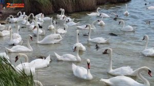 Сотни грациозных лебедей и причудливых лебедят недалеко от Евпатории