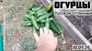 ОГУРЦЫ в начале сентября 🥒 Урожаем довольна | с Мариной Гусаковой