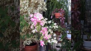 Бугенвиллия сорта Flamingo / Bougainvillea ID Flamingo bloom indoor