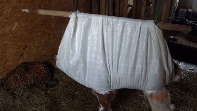 Ходунки для теленка .