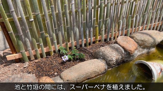 雑草防止にグランドカバーの花｜金魚の池の周りの管理を楽にしたい【タピアン　スーパーベナ】