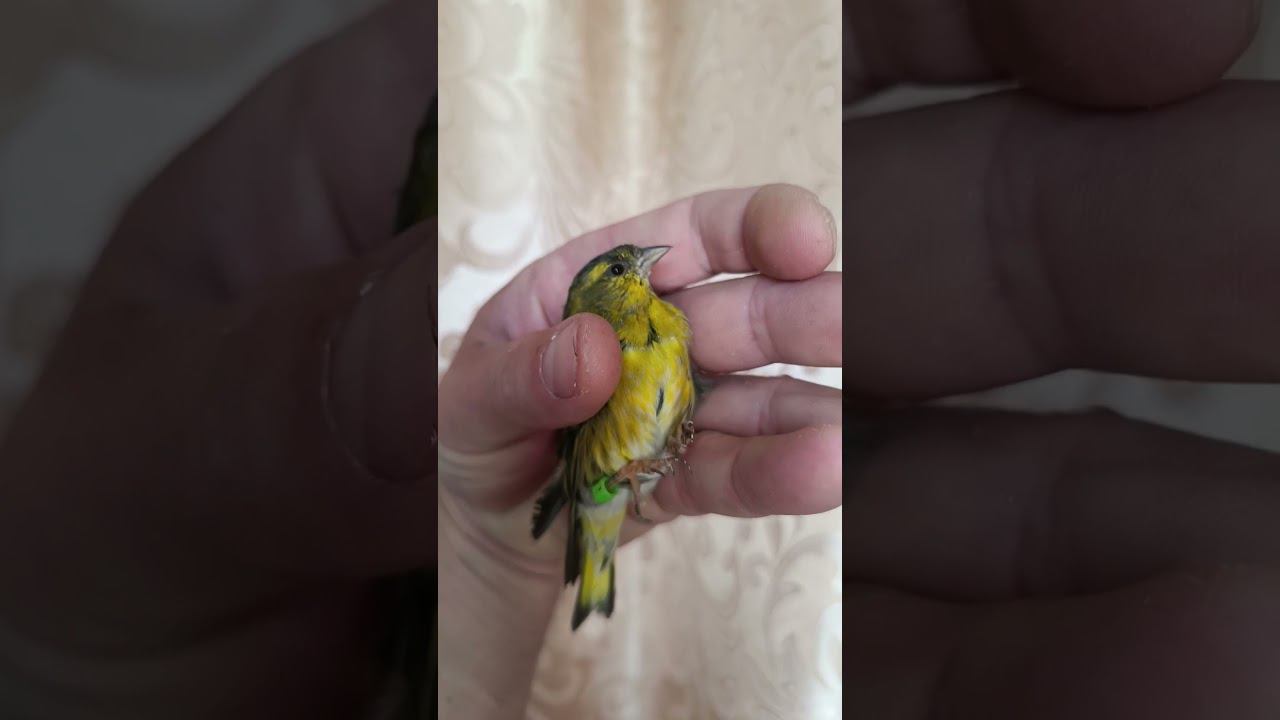 Чиж 17.09.2023. смотреть онлайн