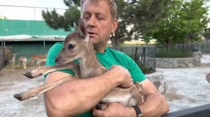 БЕБИ БУМ в Тайгане! Родился малыш лани! Счастливый Олег Алексеевич и гордая мама лань!